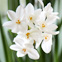 Forcing bulbs for Christmas: 9 beautiful blooms to brighten your holidays