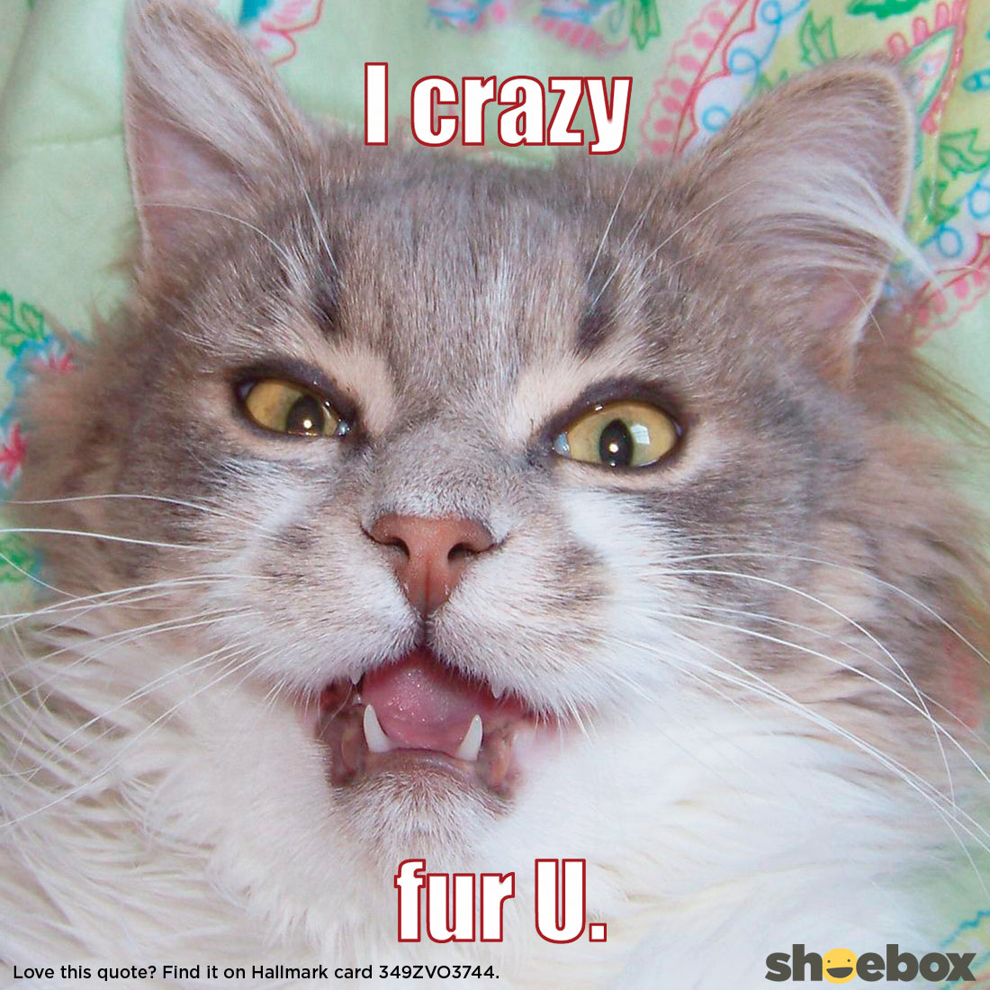 Valentine's Day Quotes: I Crazy Fur U #MyHallmark #MyHallmarkIdeas