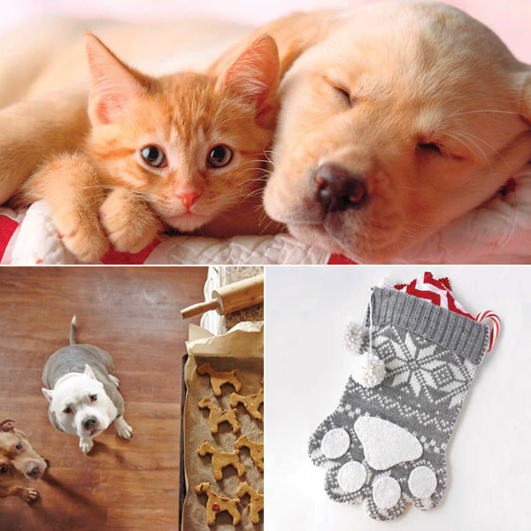 DIY Christmas Gifts for Pets