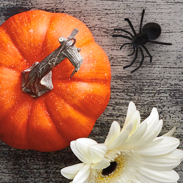 A bright orange pumpkin and a white Gerber daisy on a gray tabletop, next to a black velvet spider.
