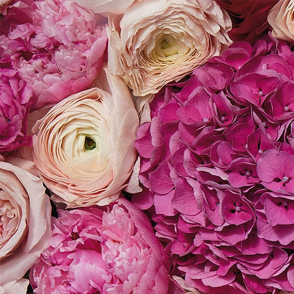 A cluster of deep pink hydrangeas and carnations, with light pink ranunculus flowers.