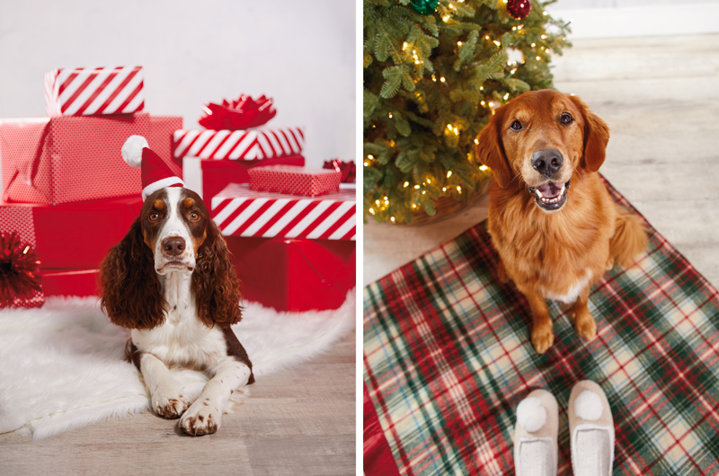 A cocker spaniel in a Santa hat laying in front of a pile of gifts wrapped in red and white wrapping paper, and a downshift of a golden retriever sitting on a red and green plaid blanket in front of a Christmas tree as he looks up at the camera.