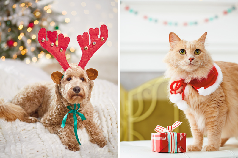 A Golden Doodle wearing a reindeer antler headband lays on a cream-colored, chunky knit blanket; a long-haired orange cat wearing a tiny red cape with white fur trim.