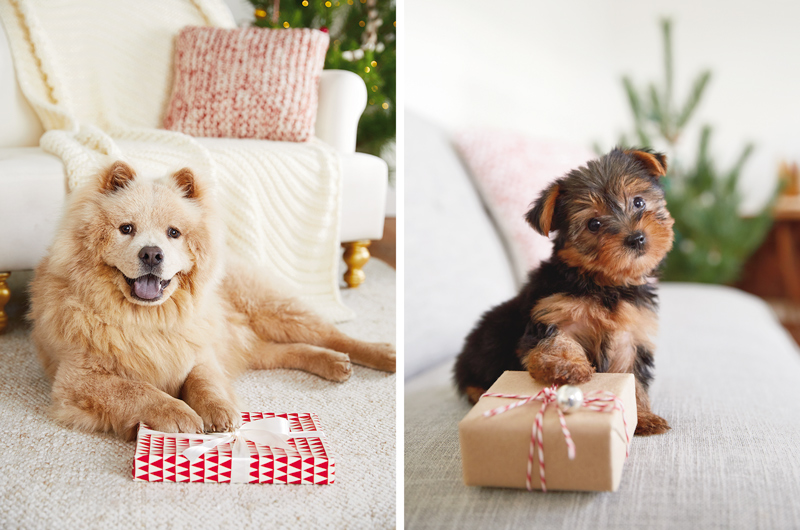 A Chow-Chow and a Yorkie puppy, each with their paws on a wrapped Christmas present.