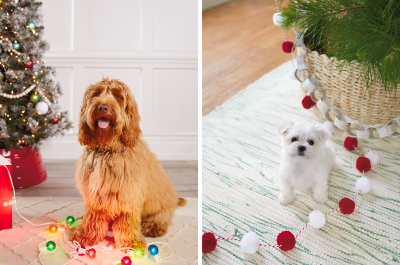 A golden doodle sitting amid a tangled string of multi-color Christmas lights; a Maltese puppy sitting next to a red and white pom-pom garland.