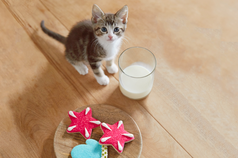 A kitten sitting next to a plate of cookies and a glass of milk that have been placed on the floor.