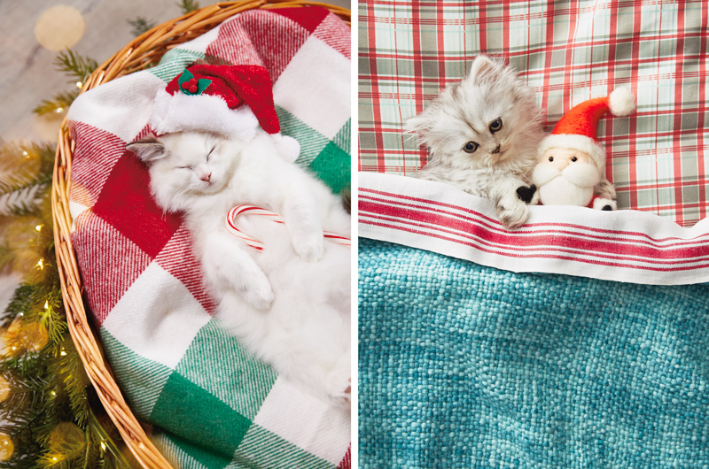 A white kitten in a Santa hat sleeping belly up in a cozy basket; another kitten is tucked under the covers with a small Santa plush.