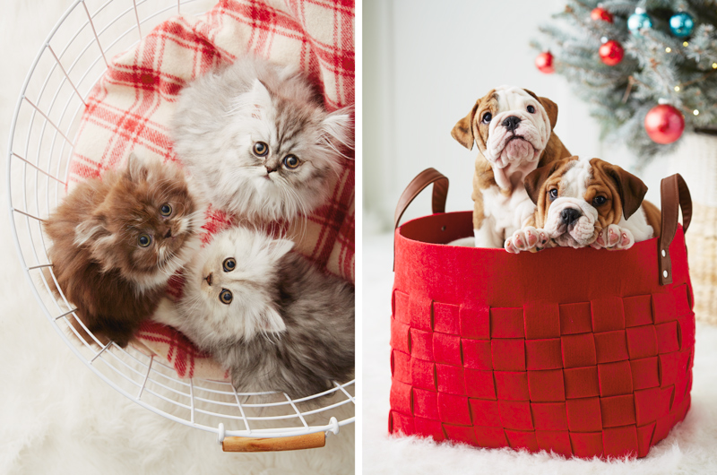 Three kittens at the bottom of a basket lined with a red and white plaid blanket stare up at the camera, and two bulldog puppies in a basket made of woven red felt.