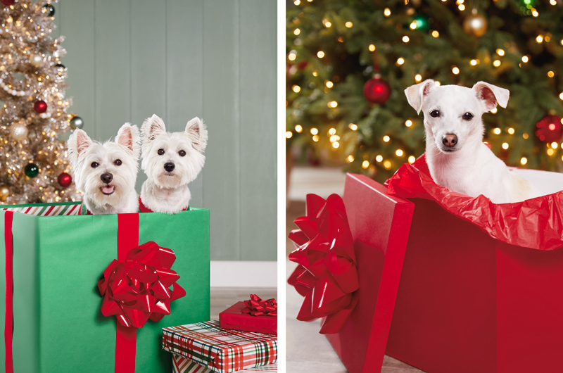 Two white West Highland Terriers stare out from a large, green gift-wrapped box with a giant red bow on it; a white Chihuahua mix pops his head up out of a red gift box with a lit Christmas tree in the background.