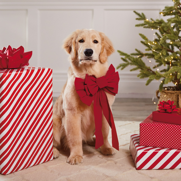 A handsome Golden Retreiver poses for a photo while wearing a large red Christmas bow and sitting next to a pile of gifts wrapped in red and white patterned paper.