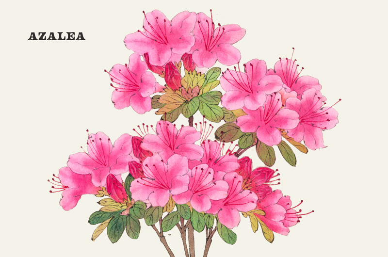 A vintage botanical print of an azalea.