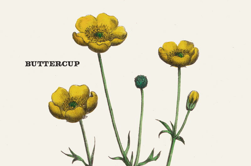 A vintage botanical print of a buttercup.