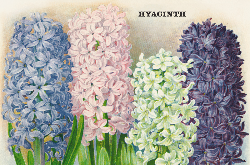 A vintage botanical print of a hyacinth.