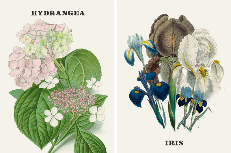 A vintage botanical print of hydrangea and iris.