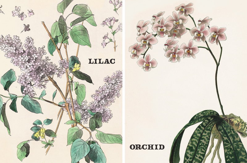 A vintage botanical print of lilac and orchid.