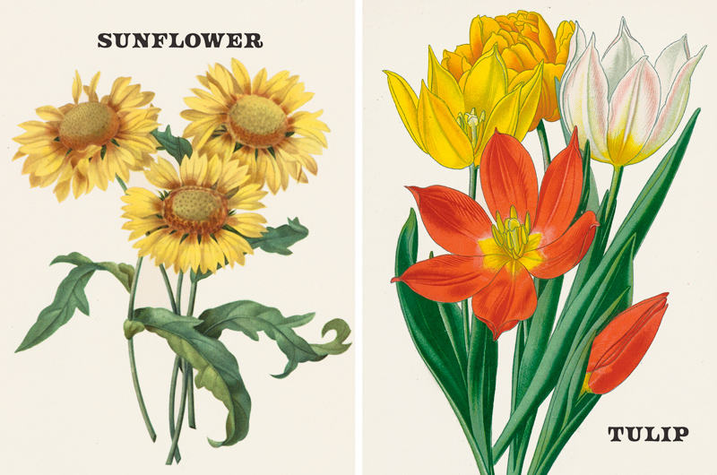 A vintage botanical print of sunflower and tulip.