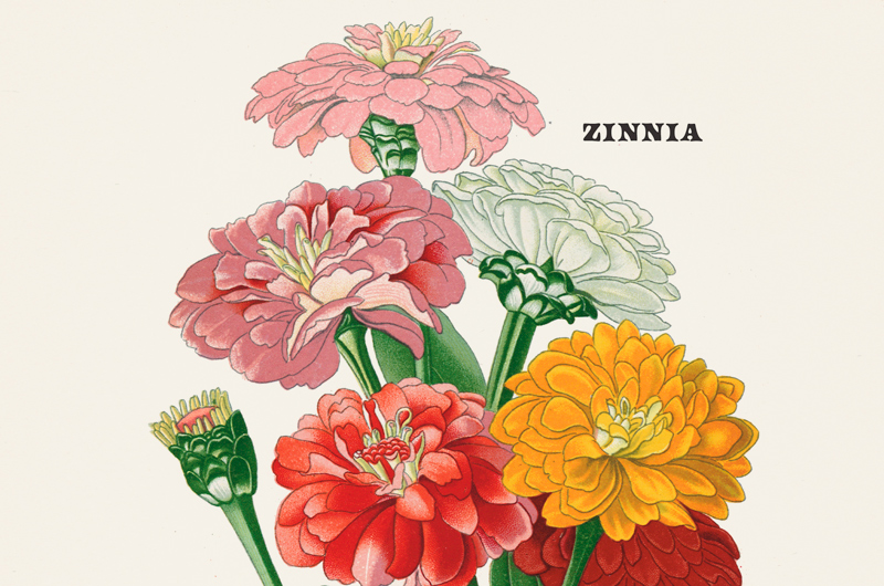 A vintage botanical print of zinnias.