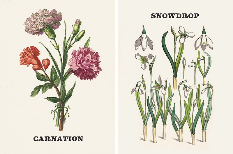 Vintage botanical prints of January birth flowers carnation and snowdrop.