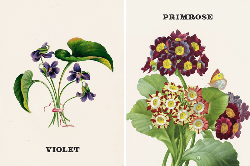 Vintage botanical prints of February birth flowers violet and primrose.