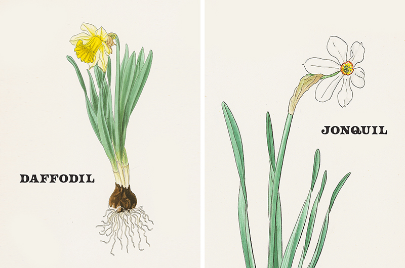Vintage botanical prints of March birth flowers daffodil and jonquil.