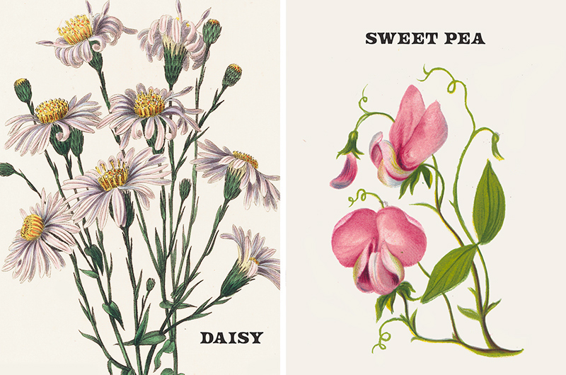 Vintage botanical prints of April birth flowers daisy and sweet pea.