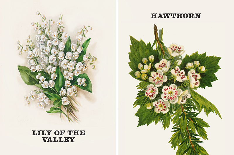 Vintage botanical prints of May birth flowers lily of the valley and hawthorn.
