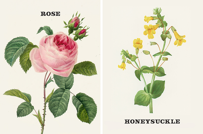 Vintage botanical prints of June birth flowers rose and honeysuckle.