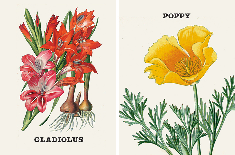 Vintage botanical prints of August birth flowers gladiolus and poppy.
