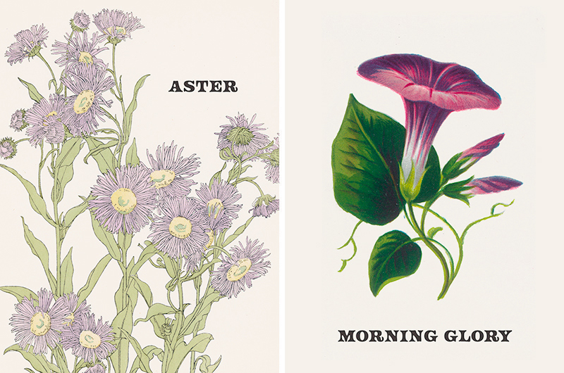 Vintage botanical prints of September birth flowers aster and morning glory.