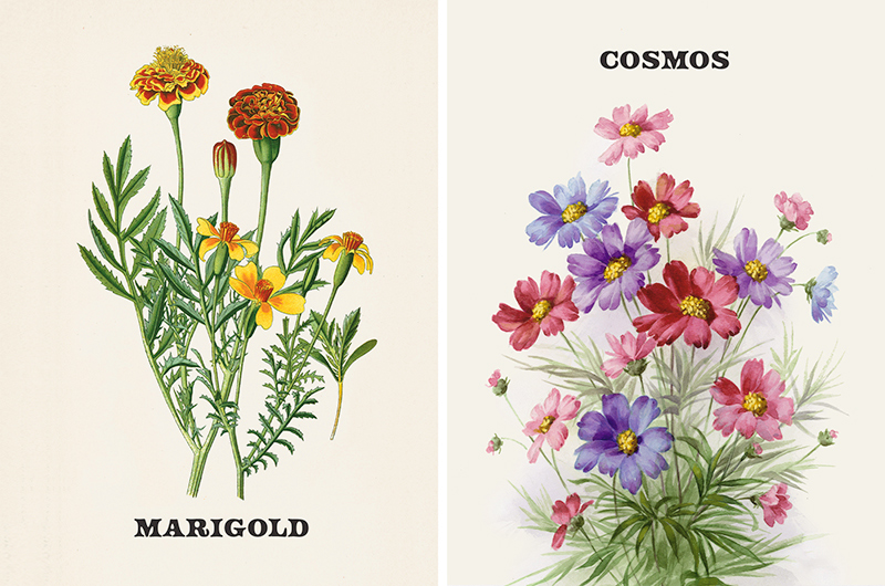 Vintage botanical prints of October birth flowers marigold and cosmos.