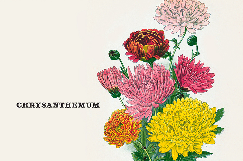 A vintage botanical print of the November birth flower chrysanthemum.