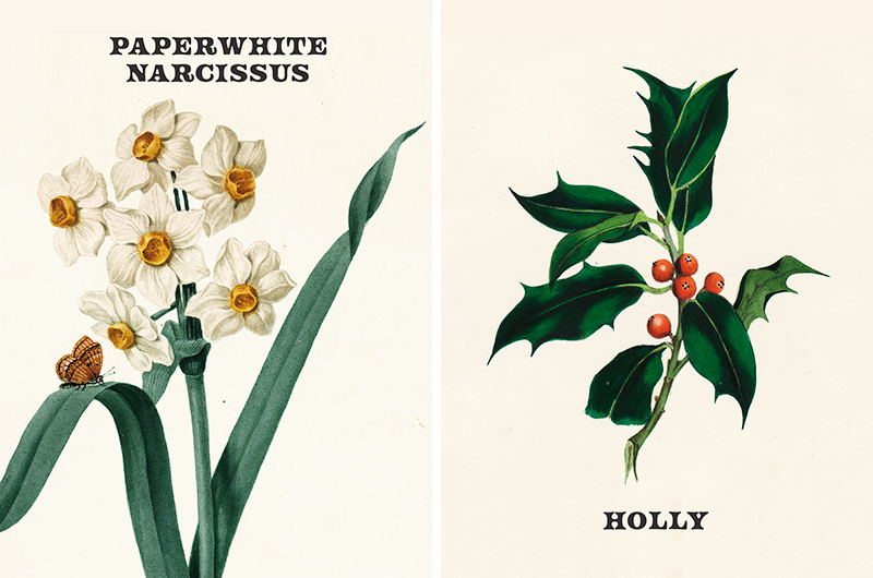 Vintage botanical prints of December birth flowers pnperwhite narcissus and holly.