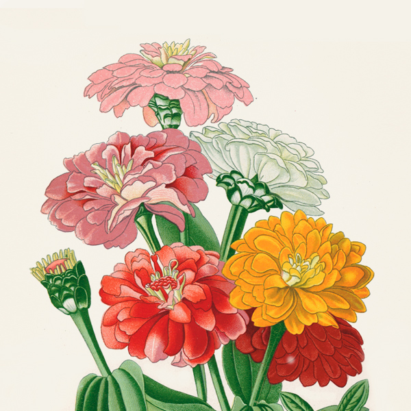 A vintage botanical print of zinnias.