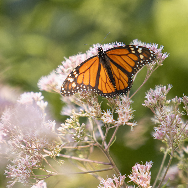 A monarch butterfly rests on a wildflower.